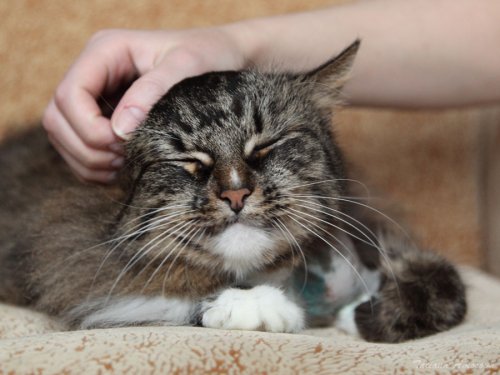 Почуймо улюбленців за вушком? До Всесвітнього дня котів