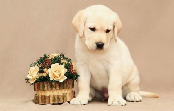 Від чого залежить ціна щеняти?