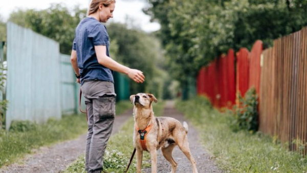 Кінолог розповіла, як правильно гуляти із собакою