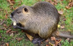 Звідки припливла морська свинка? Гризуни-аборигени Нового Світу