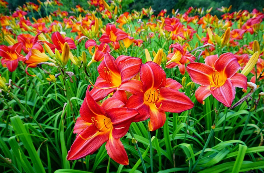 Сад ледачого садівника: Чому варто купити лілейники для вашої ділянки
