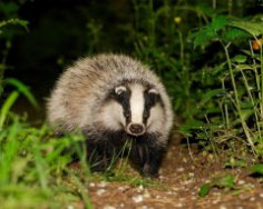 Барсук – лінивий увалень чи господарський лісовий мужичок?