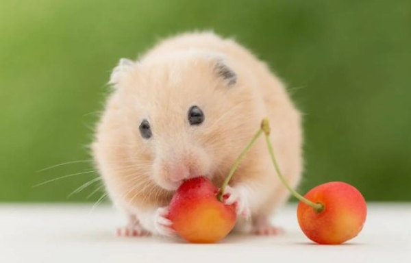 Як прищепити охайність хом'ячку?