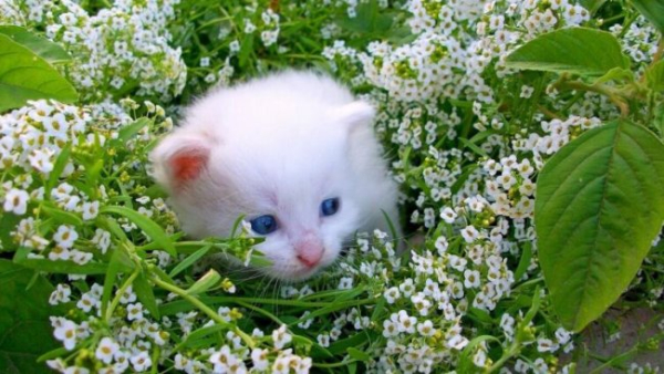 Інтелектуальні здібності тварин: чим дивують брати наші менші?