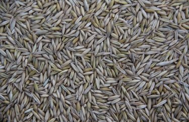 Скорочено експортний прогноз української пшениці від США: зміна обсягу