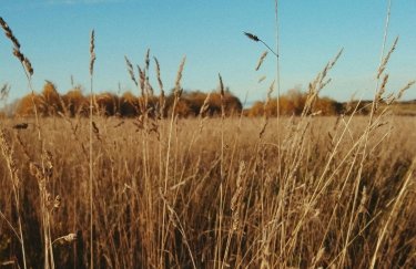 Держстат: Збір зерна досяг чотирирічного піку в минулому році