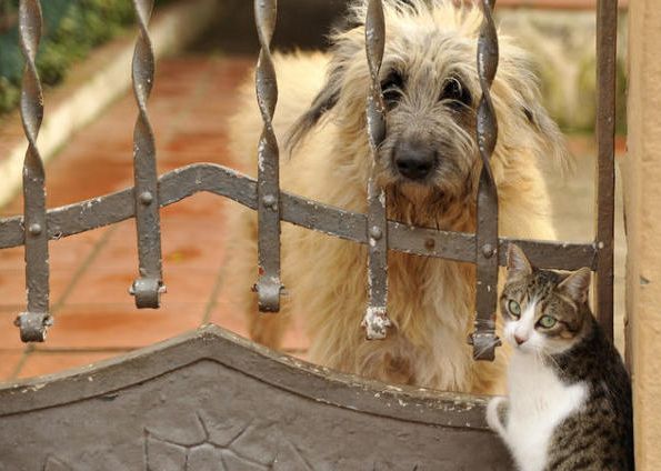 Чи може дружити кішка із собакою?