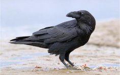 Наскільки розумні міські та сільські ворони і що вони їдять?