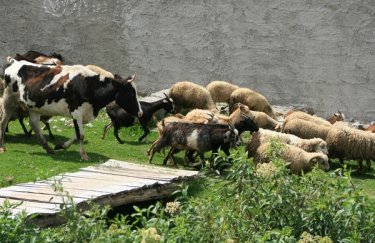 Дводенний термін: реєстрацію на дотації за худобу припинено через перевищення квоти