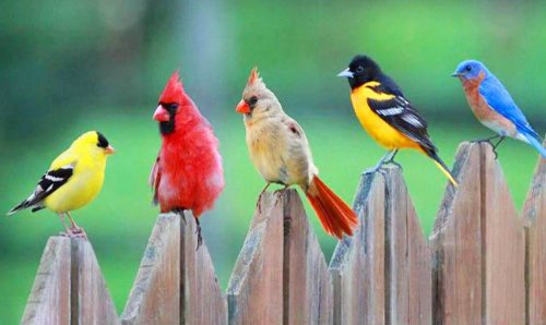 Яке свято, окрім жартів, відзначають 1 квітня? Всесвітній день птахів!