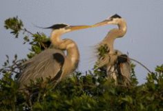 Ах, це весілля! Що дарують нареченим… птахи?