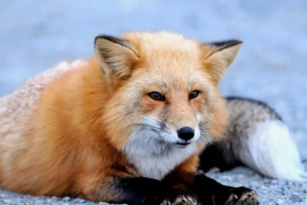 Чи здатні тварини хитрувати та брехати?