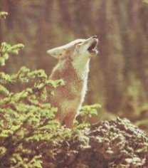 Чи варто зневажати койотів та шакалів?