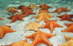 Зоряне питання: хто у морі живе, а плавати не вміє?