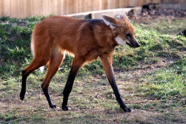 Чи страшні червоні вовки і гієнові собаки, як їх малюють?