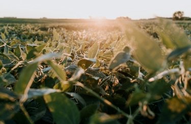 Китайський напрямок: зростання зацікавленості та недорога доставка стимулювали вартість української сої.