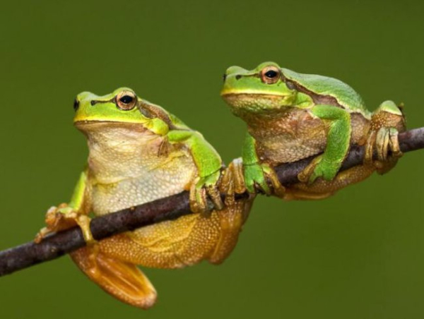 Земноводні – небезпечні чи корисні?