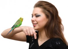 Як навчити папугу розмовляти?