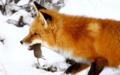 Чому лисицю вважають хитрою?