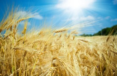 Тижневий стрибок цін на пшеницю на 5% зумовлений браком опадів та нестачею підживлення.