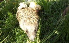 Які помилки пов'язані з їжаками?