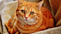 У чому користь котів?