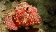 Скорпена – морська модниця. Чим вона цікава?