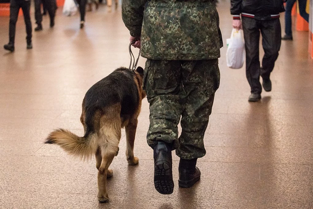 Як поводяться собаки в метро та аеропорту21