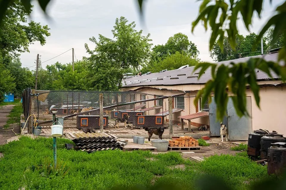 Зоозахисники рятують тварин під час війни: як допомогти безпритульним чотирилапим11
