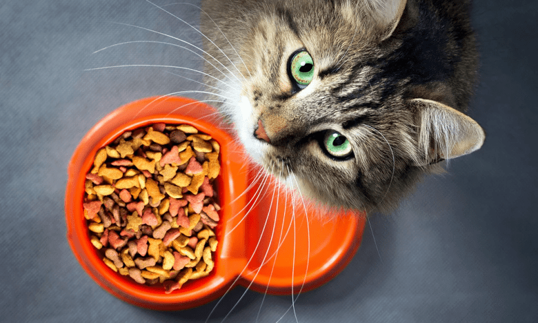 Сухий корм Purina для котів: огляд лінійок та особливості складу Сухий корм Purina для котів: огляд лінійок та особливості складу0