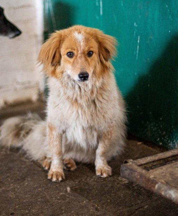 Gostomel Shelter притулок для тварин поблизу Києва - як працює, хто фінансує, як допомогти6