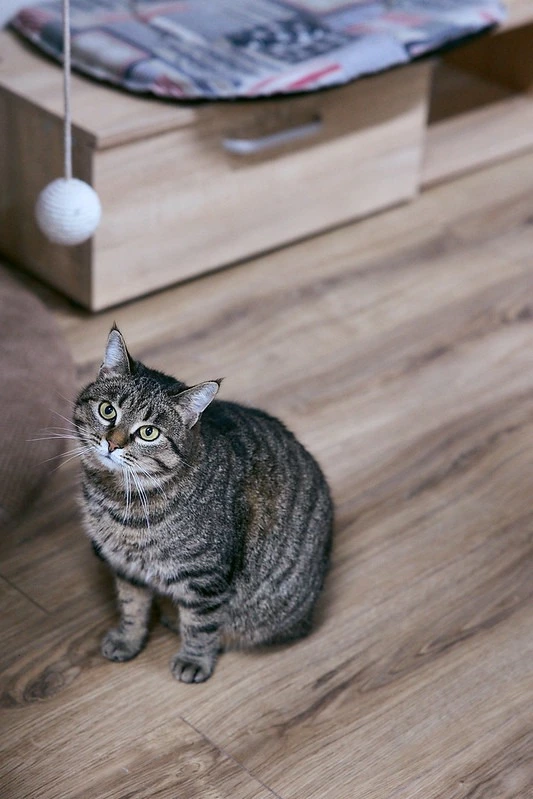 Patron Pet Center на ВДНГ: робота притулку для тварин3