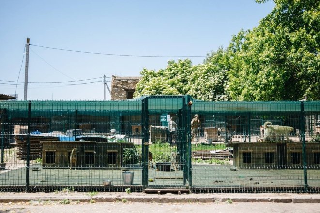 Gostomel Shelter притулок для тварин поблизу Києва - як працює, хто фінансує, як допомогти5
