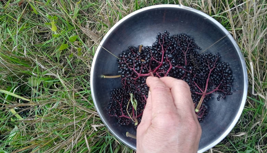 Бузина на городі, а на столі – бузинник4