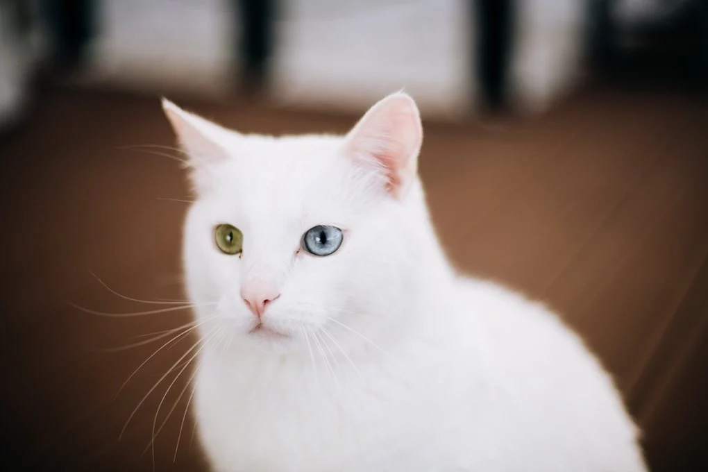 Коти з Києва про йогу, маркетинг та вечірки25