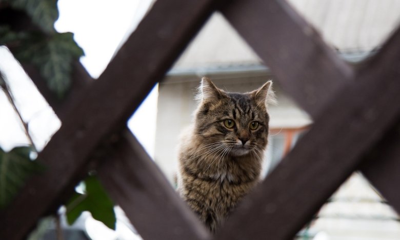 Як мислять коти: чи розуміють вони мову та як працює їхня асоціативна пам'ять Як мислять коти: чи розуміють вони мову та як працює їхня асоціативна пам'ять0