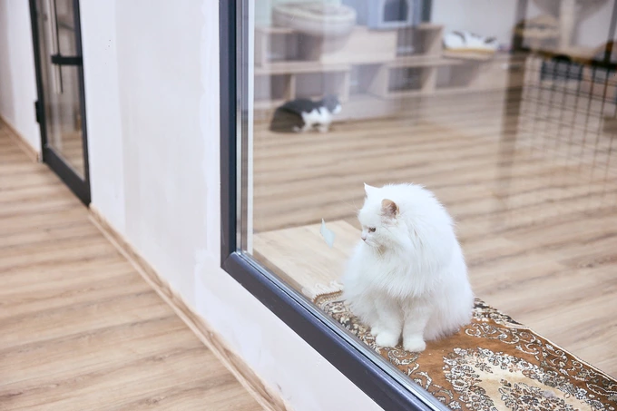 Patron Pet Center на ВДНГ: робота притулку для тварин10