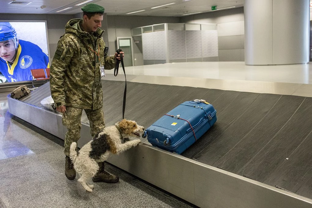 Як поводяться собаки в метро та аеропорту9