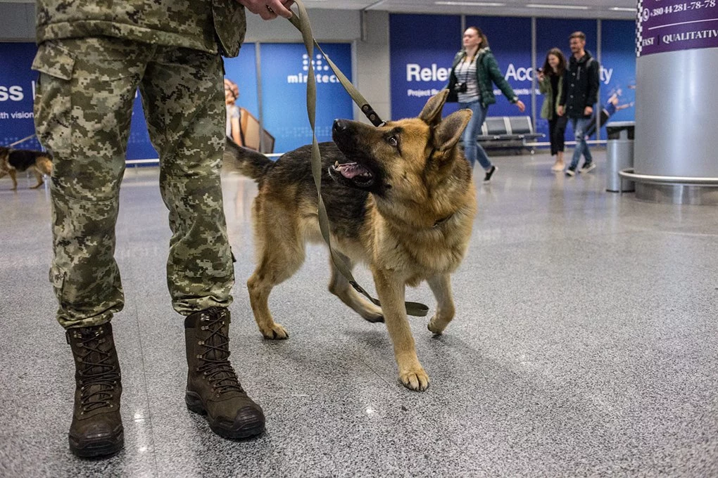 Як поводяться собаки в метро та аеропорту3