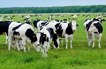 Україна зменшила постачання племінних корів, незважаючи на стабільний глобальний інтерес до яловичини.