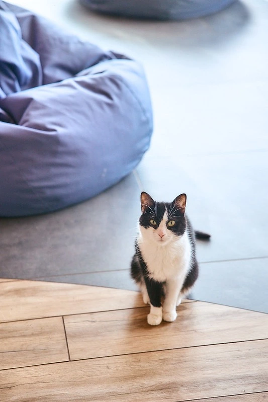 Patron Pet Center на ВДНГ: робота притулку для тварин4