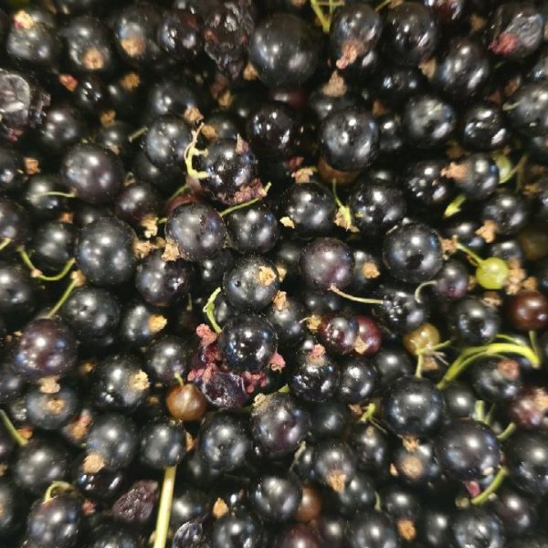 Чорна смородина: щоденний продукт для жіночого здоров’я