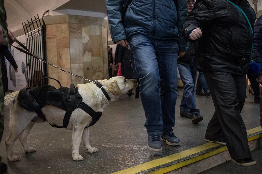 Як поводяться собаки в метро та аеропорту19