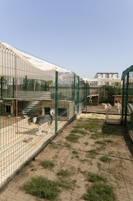 Gostomel Shelter притулок для тварин поблизу Києва - як працює, хто фінансує, як допомогти2
