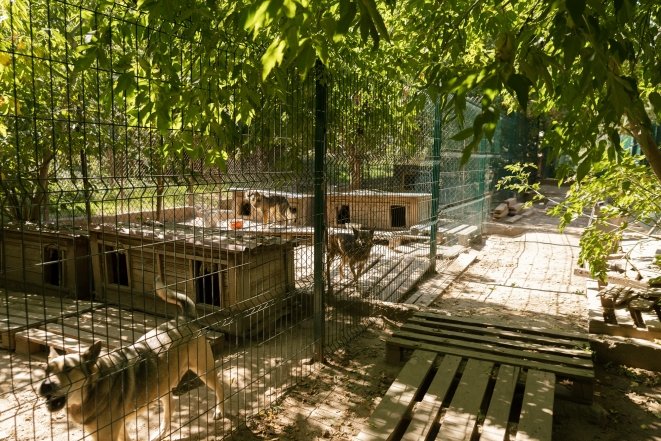 Gostomel Shelter притулок для тварин поблизу Києва - як працює, хто фінансує, як допомогти4