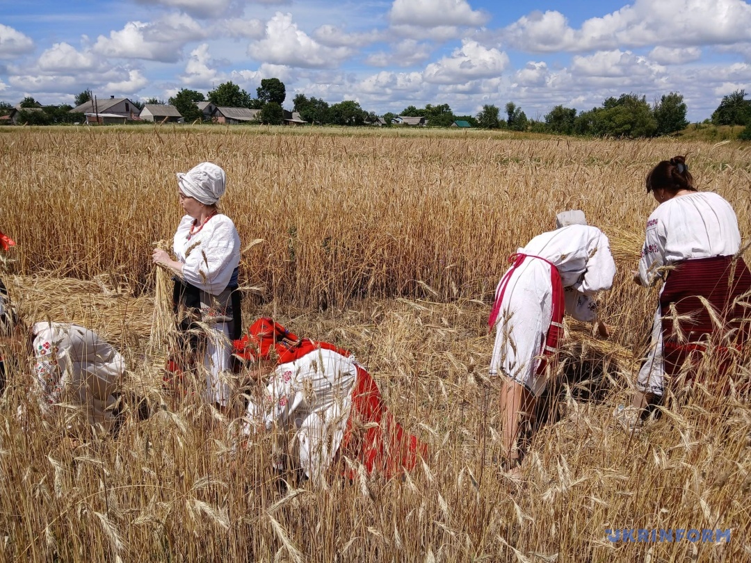 Перші колоски нового врожаю – для різдвяного дідуха6