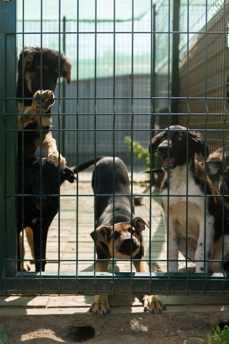 Gostomel Shelter притулок для тварин поблизу Києва - як працює, хто фінансує, як допомогти3