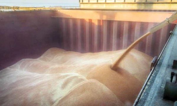 Зернові та зернобобові: врожай перевищив 10 мільйонів тонн