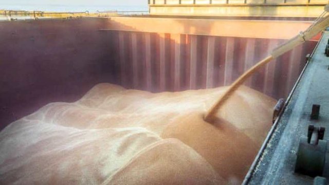 Зернові та зернобобові: врожай перевищив 10 мільйонів тонн0