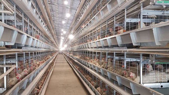 Авангард” скоротив виручку учетверо за пів року